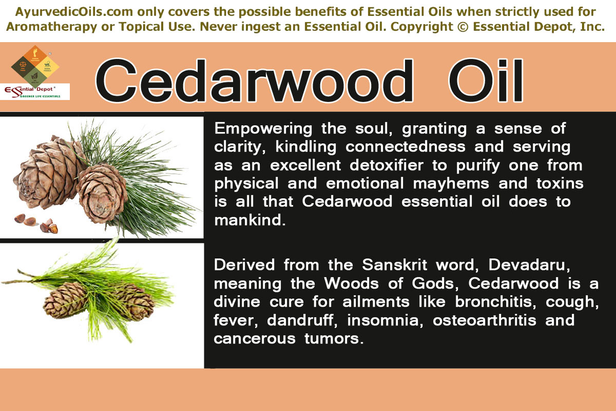 Health Benefits Of Cedarwood Oil Essential Oil