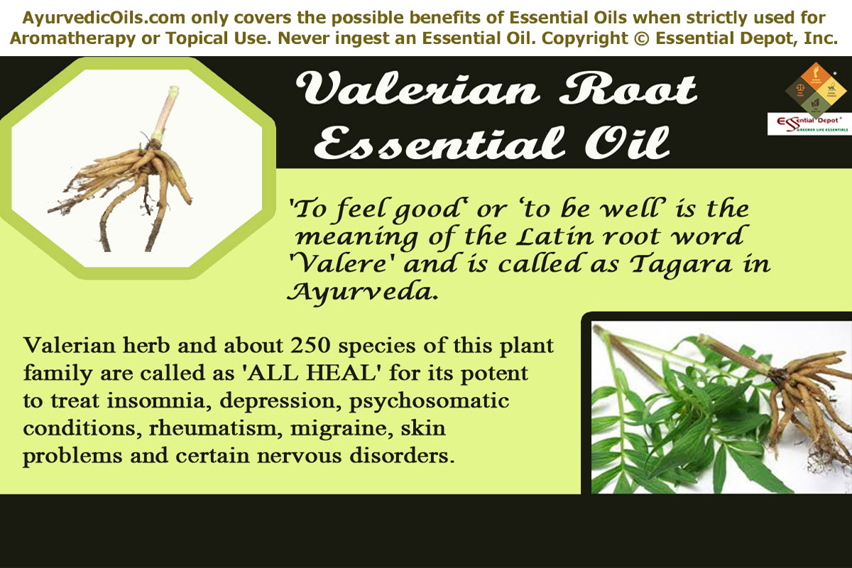 ayurvedic-health-benefits-of-valerian-root-oil-essential-oil