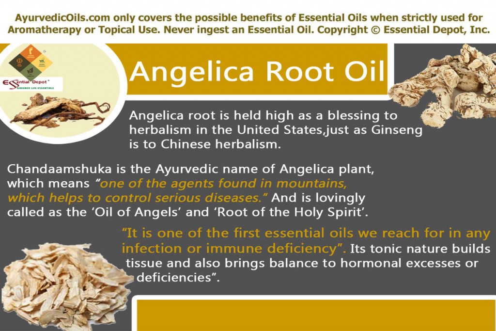 angelica-root-banner