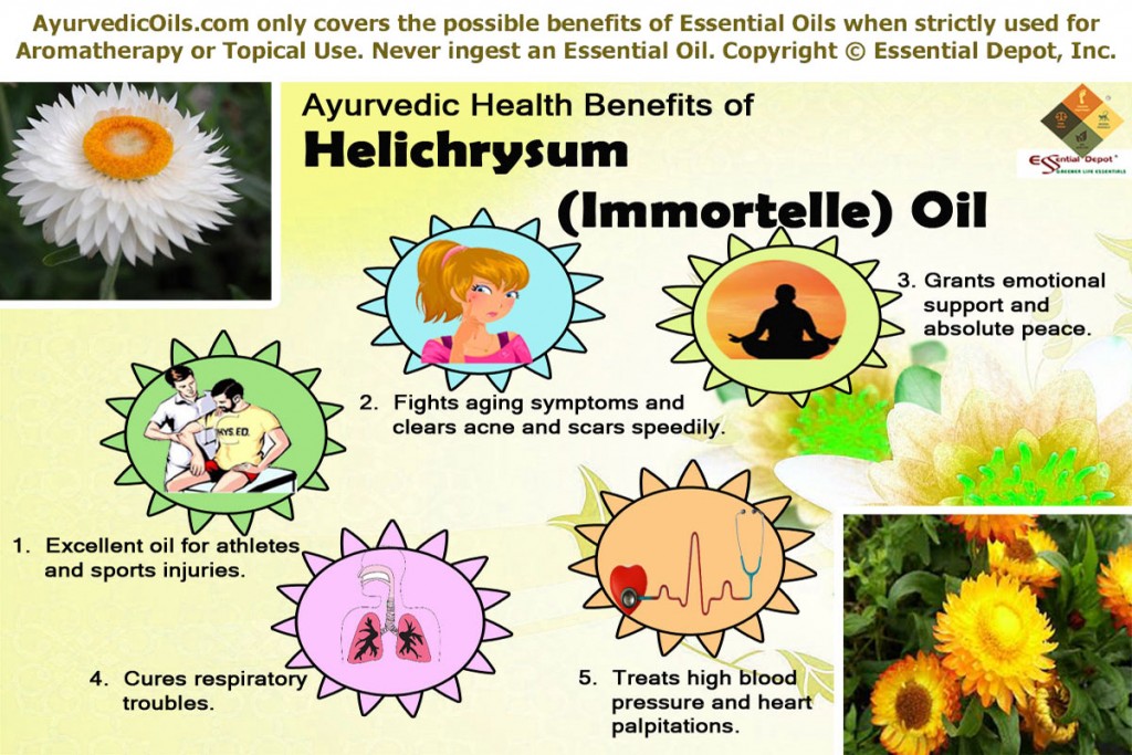 Helicrysum-brooucher