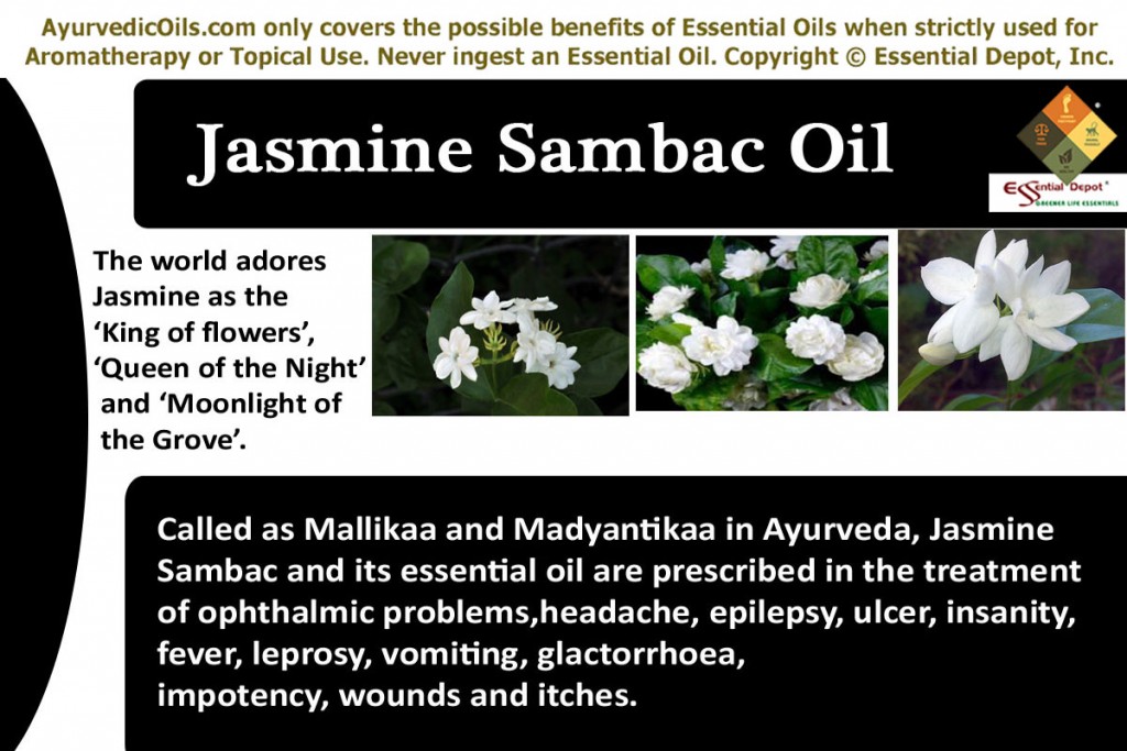 Jasmine-sambac-banner