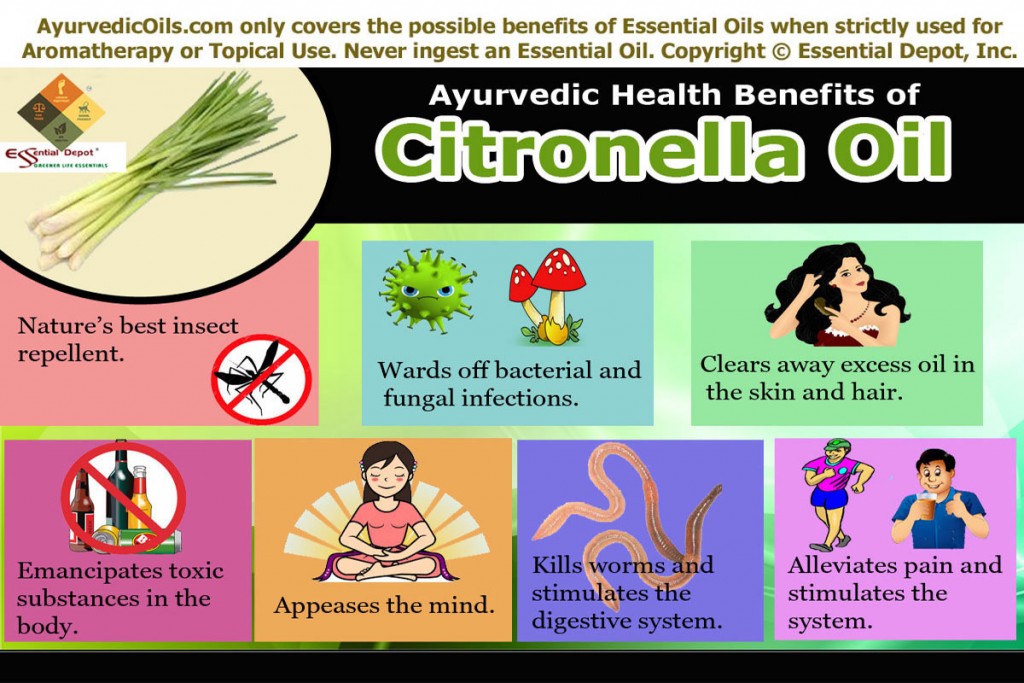 Citronella-broucher