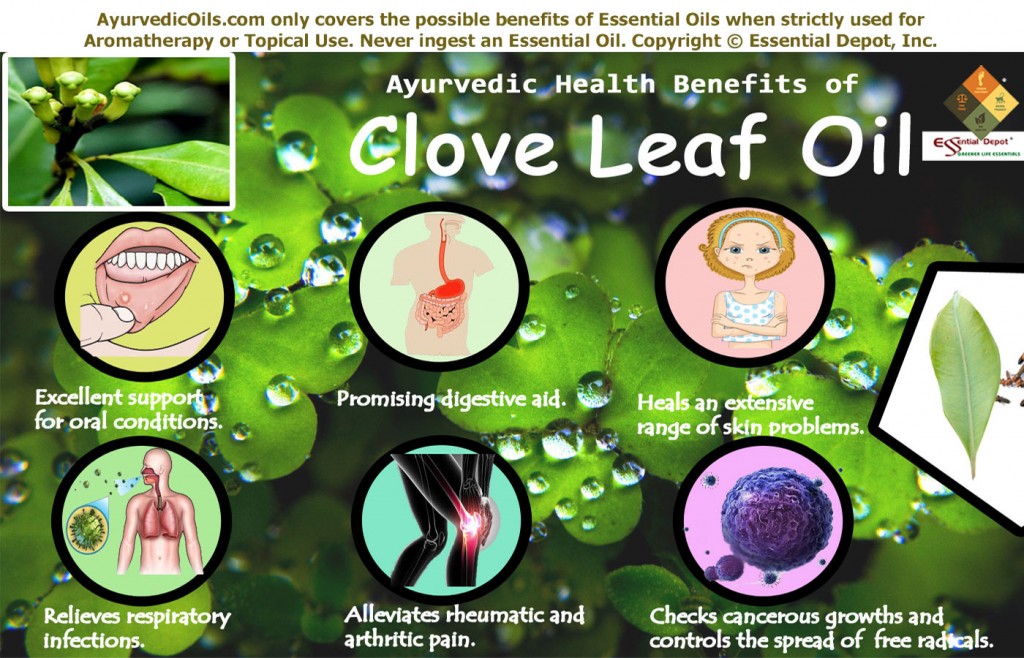 Clove-leaf-broucher