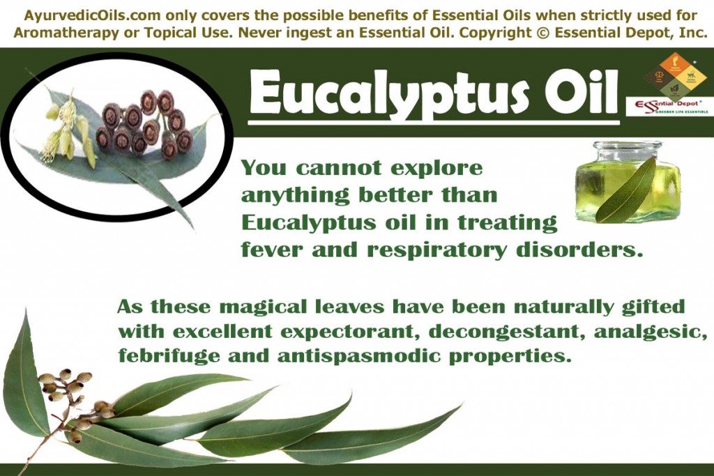 Eucalyptus-oil-banner