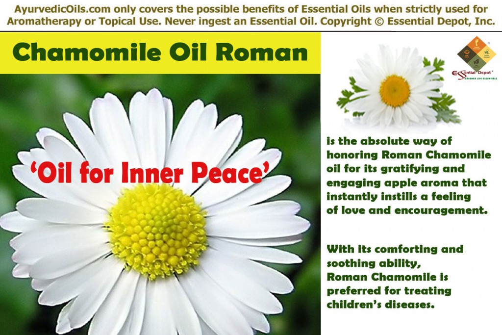 roman-chamomile-bnner