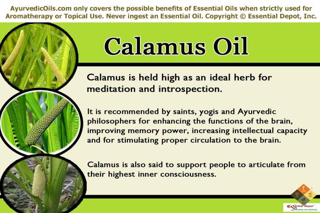 Health benefits of Calamus essential oil | Essential Oil