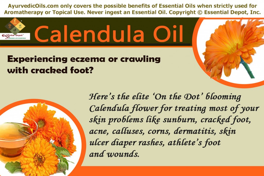 Calendula-banner