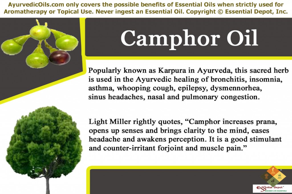 camphor-banner