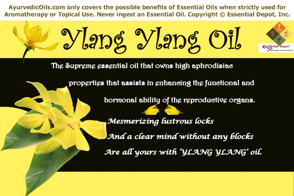 ylang-ylang-banner