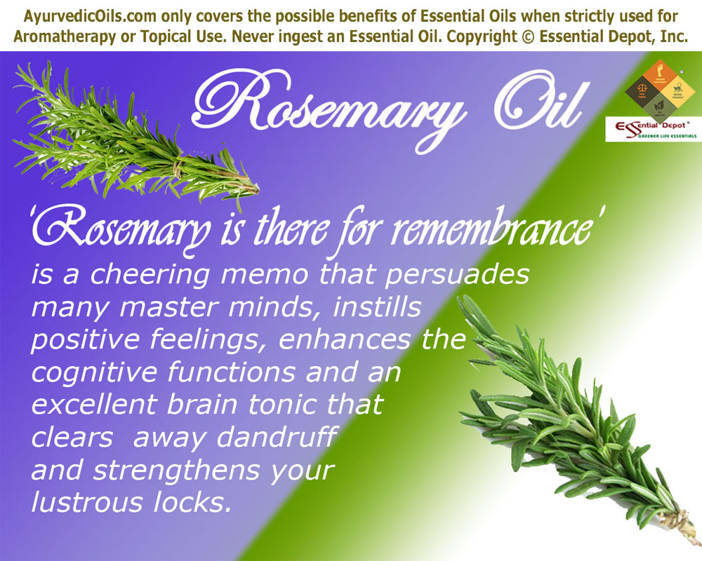 The Health Potential of Rosemary